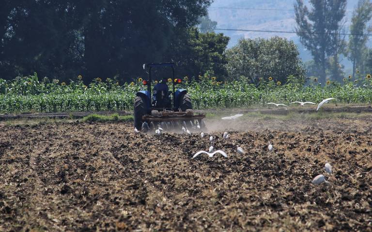 Así se pagará Sembrando Vida en Michoacán