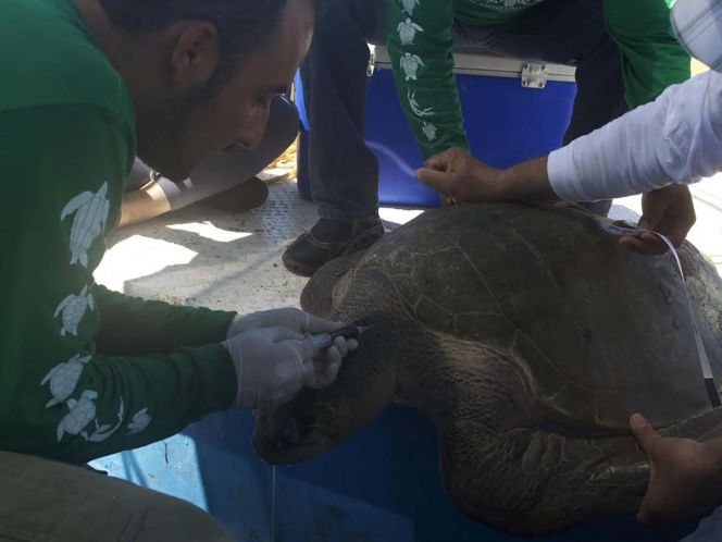 Estudia IPN cinco especies de tortuga marina en peligro de extinción en Sinaloa