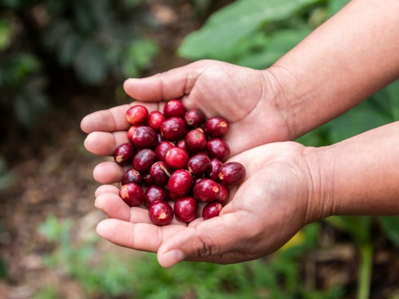 Starbucks celebra 20 años en México
