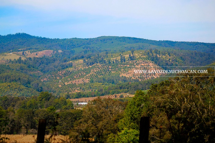 Ante devastación de bosques, admiten autoridades: hemos fallado en frenar cambio de uso de suelo