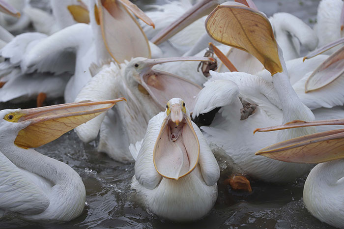 Decae población de pelícanos borregones en la cuenca del lago de Chapala
