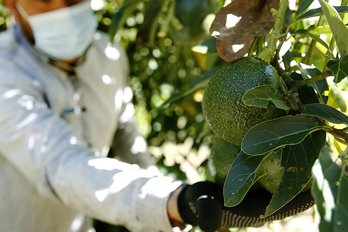 Van por huertas de aguacate certificadas y dejarán fuera a todas las que han depredado el ecosistema
