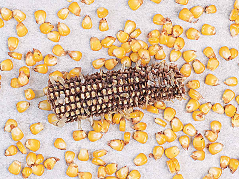 México perdería panel con EU por maíz transgénico, señalan expertos