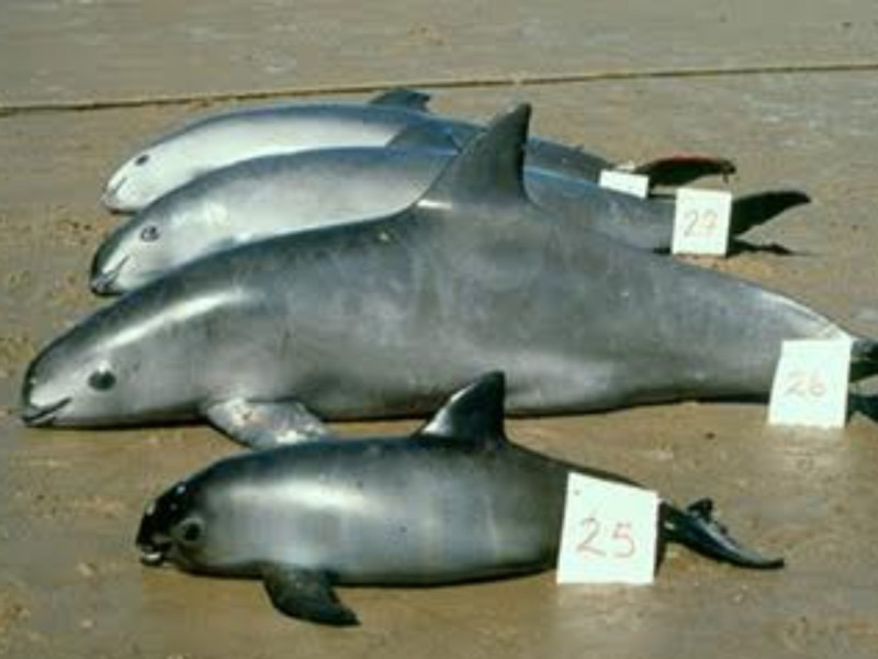 En puerta, prohibición para venta de pescados y mariscos mexicanos en EU por vaquita marina