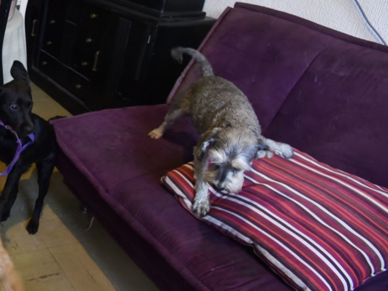 Por ley, dueños de departamentos deberán dejar que inquilinos tengan mascotas