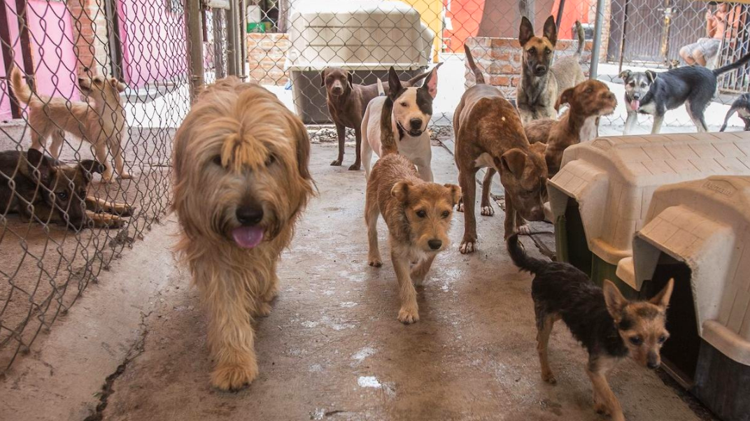 Prohibirán en casas criaderos de mascotas