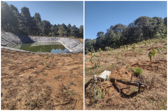 Sigue la denuncia ante Comisión Ambiental del T-MEC por ecocidio en producción aguacatera