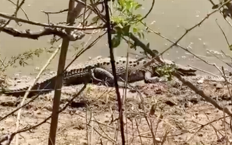 Alertan sobre presencia de cocodrilos en Lázaro Cárdenas