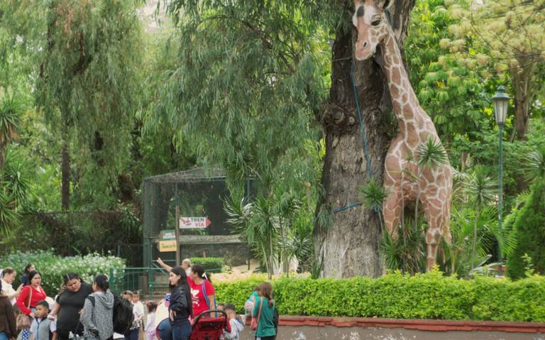 Fallece “Muñeco”, el líder de la manada de jirafas del zoológico de Morelia