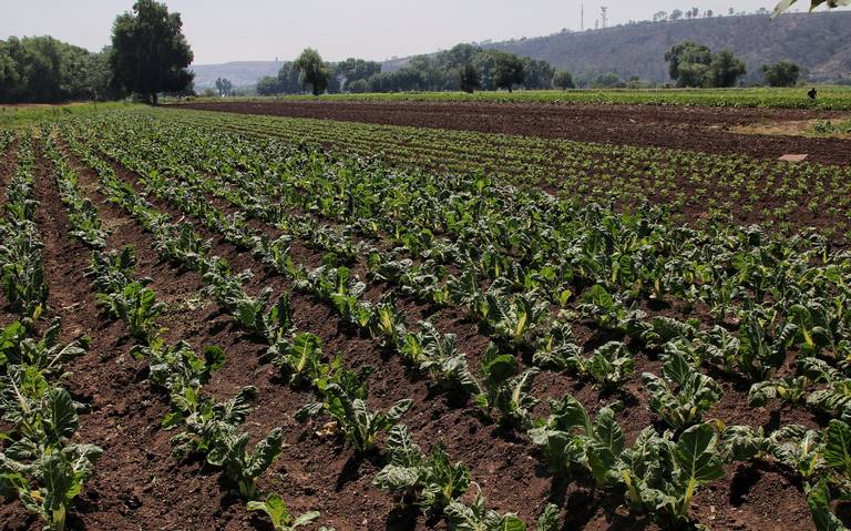 Analizan expertos medidas para tener un campo más amigable con el medio ambiente