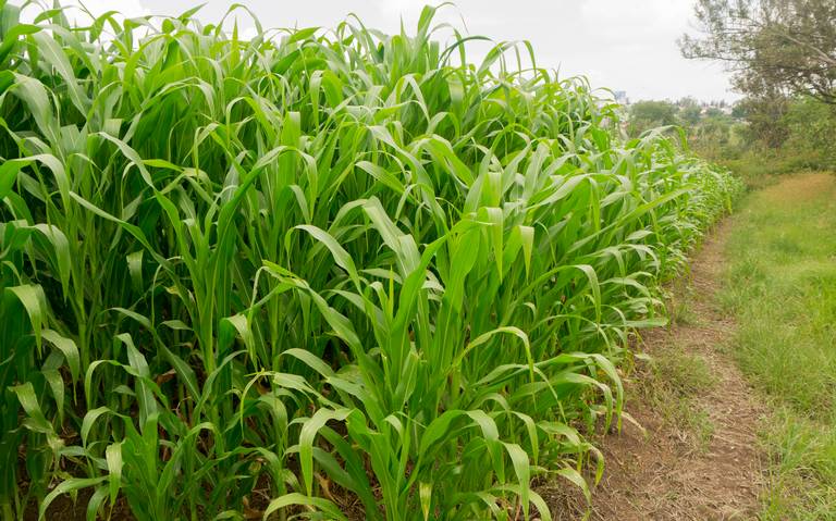 Esta semana inicia distribución de semillas para productores de maíz