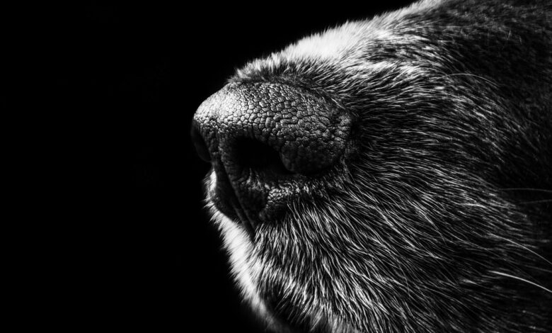 Denuncian a mujer por ordenar a su perro matar a otro en Tónala