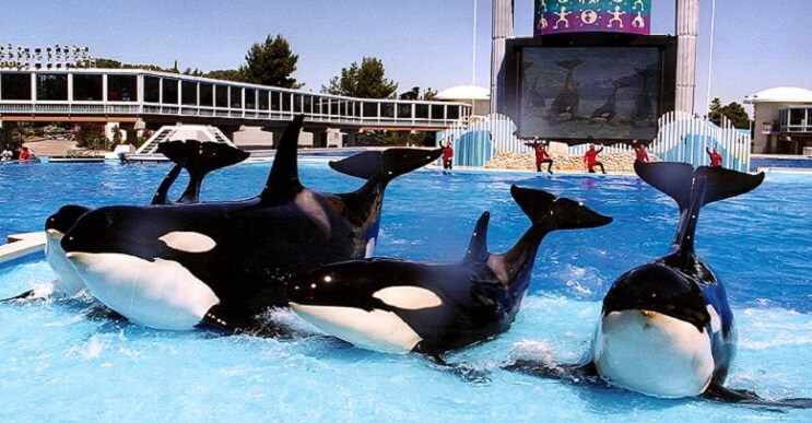 Finalmente, prohíben el uso de orcas para espectáculos