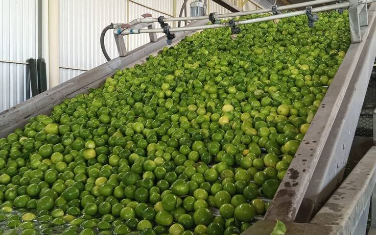 Productores de limón, sin presentar denuncias pese a extorsiones