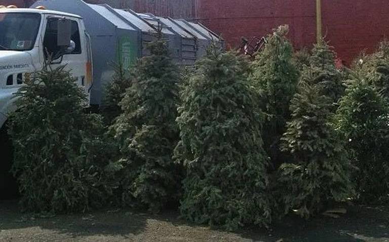 Árboles de Navidad recolectados servirán para decorar jardines en Morelia