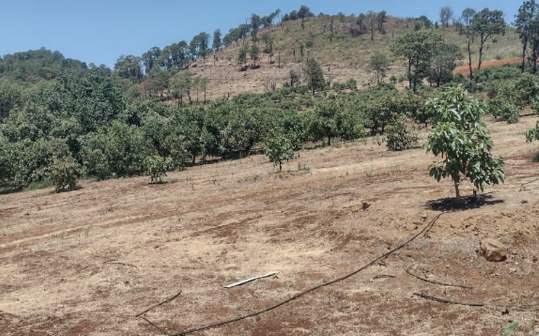 Investigan cambio de uso de suelo en Tacámbaro y Acuitzio