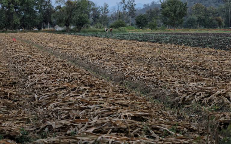 Agua de riego es limitada en Michoacán, afirma el secretario de Agricultura