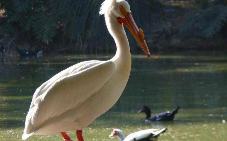 Un festival para celebrar la biocultura del pelícano borregón