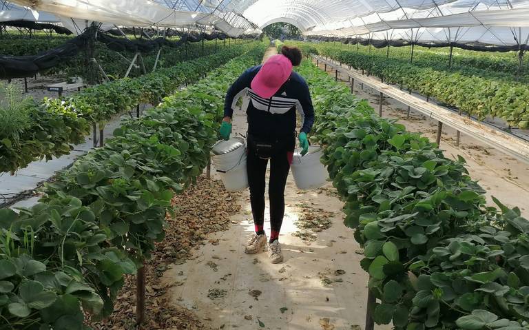 Son mujeres 80 por ciento de trabajadores del sector fresero