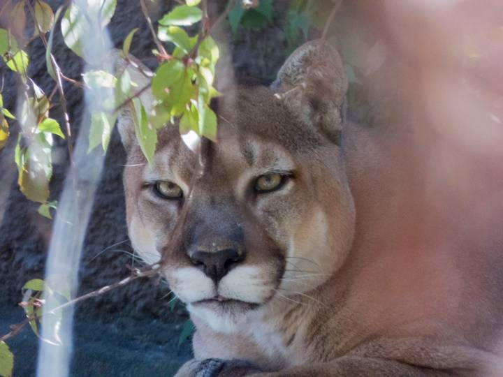 Localizan pumas en Quiroga tras recuperación de bosques