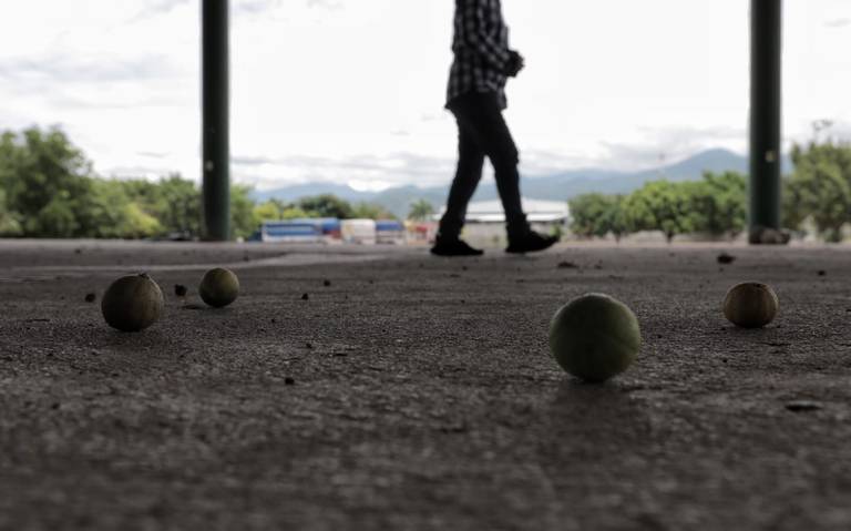 Afirma Gobierno que no está suspendida la actividad limonera en Tierra Caliente