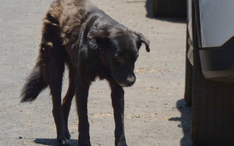 CEDH inicia investigación contra Tzintzuntzan por “retiro” de perros