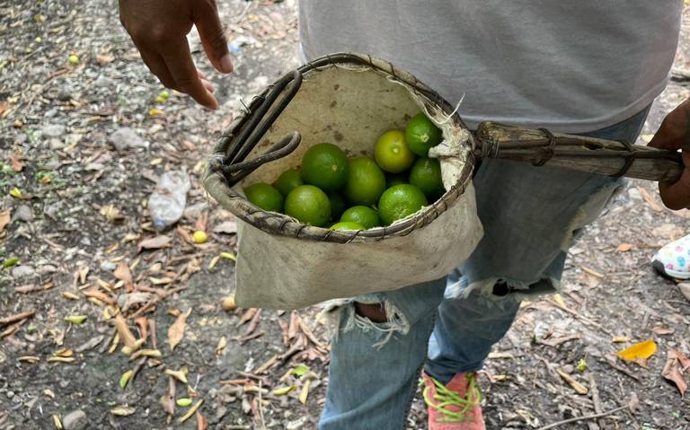 Fiscalía ha recibido más de 10 denuncias por extorsión a productores de limón