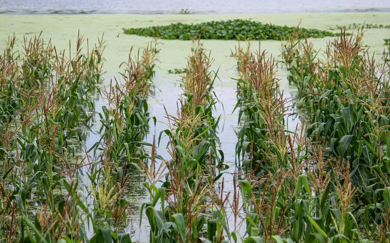 Lluvias afectan a productores de hortalizas y maíz en Copándaro