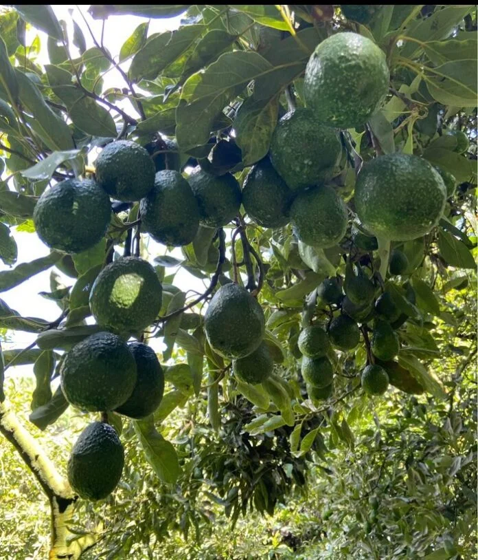 En el 2025 México producirá el 25% del aguacate a nivel mundial