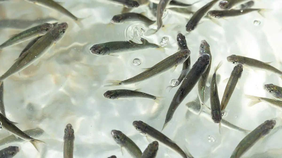 Impulsa Gobierno la recuperación del pescado blanco en el lago de Pátzcuaro